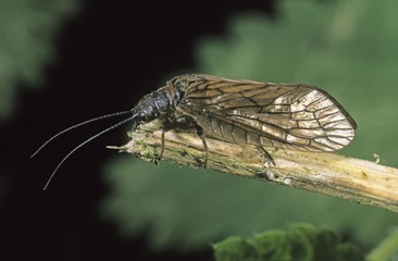 Alder fly (Sialis flavilatera)