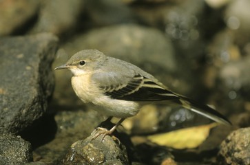 Grey Wagtail (Motacilla cinerea), not yet fully coloured young bird searching for food