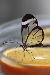 Glasswinged butterfly (Greta oto) at a food bowl, Mainau island, Baden-Wuerttemberg, Germany, Europe
