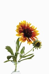 Fototapeta premium Gaillardia or Blanket Flower (Gaillardia)