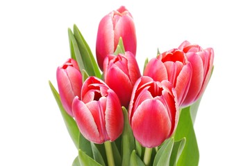 Red tulips (Tulipa)