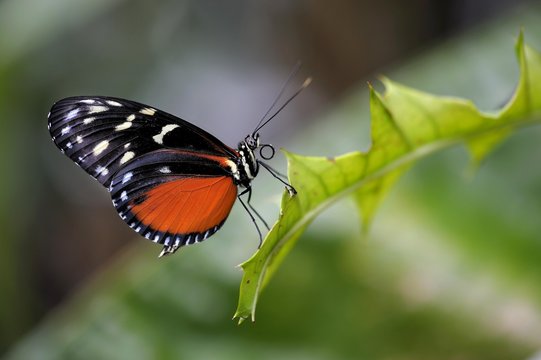 Tiger Heliconian or Ismenius Tiger (Heliconius ismenius) on a leaf