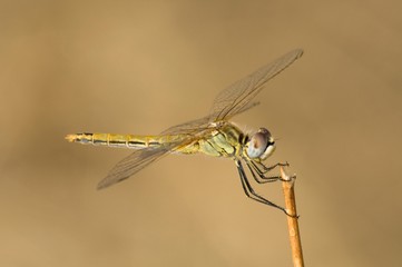 Red-veined Darter (Sympetrum fonscolombii), male, Leptokaria, Greece, Europe