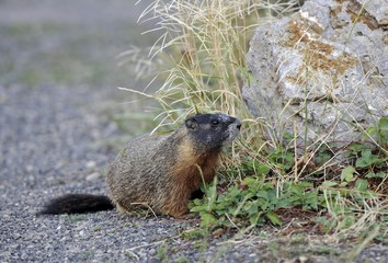 Yellow-bellied Marmot (Marmota flaviventris), Yellowstone National Park, Wyoming, United States of America, USA, North America