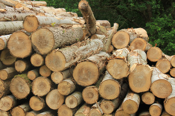 Chopped fuel wood in a forest