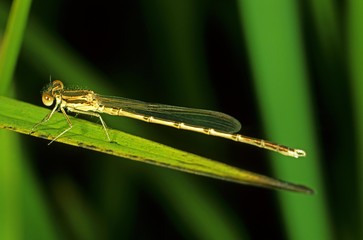 Common Winter Damselfly (Sympecma fusca)