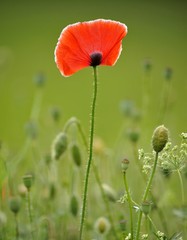 Naklejka premium Letnia łąka, Mak (Papaver rhoeas)