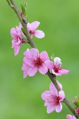 Obraz premium Twig with Peach blossoms (Prunus persica)