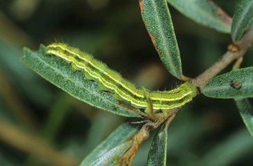 Marbled Clover (Heliothis viriplaca), caterpillar