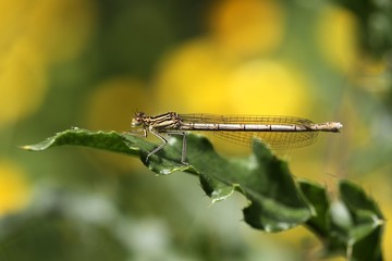 White-legged Damselfly (Platycnemis pennipes)