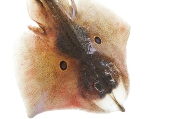 Ray © imageBROKER
