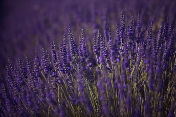 Lavender (Lavandula angustifolia), Plateau de Valensole, Provence, France, Europe
