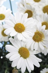 Marguerites (Leucanthemum)