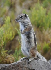 Naklejka na ściany i meble Barbary Ground Squirrel (Atlantoxerus getulus), Fuerteventura, Canary islands, Spain, Europe
