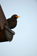 Blackbird (Turdus merula), male, on a gutter