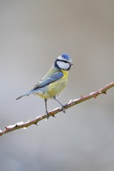 Blue Tit (Parus caeruleus)