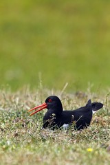 Breeding Oystercatcher (Haematopus ostralegus) on a nest, North Sea coast, Schleswig-Holstein, Germany, Europe