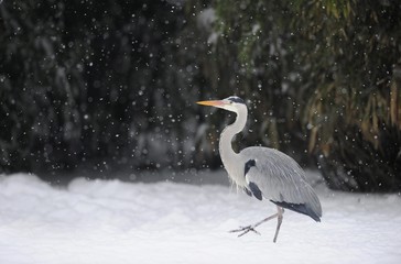 Grey Heron (Ardea cinerea) in winter