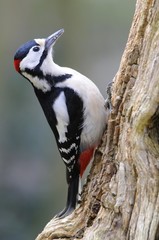 Great Spotted Woodpecker (Dendrocopos major)