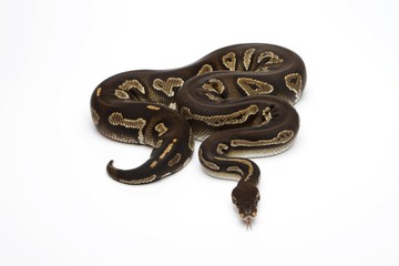 Super Black Head Ball Python or Royal Python (Python regius)