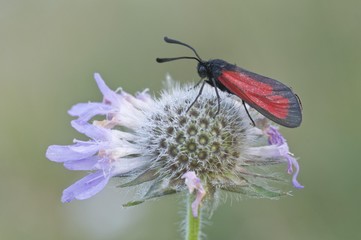 Purple Burnet moth (Mesembrynus purpuralis)