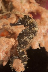 Thorny seahorse or sea horse (Hippocampus histrix), Padre Burgos, Southern Leyte, Philippines, Pacific Ocean, Southeast Asia, Asia