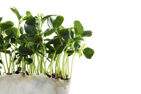 Tahoon cress with nutritive medium
