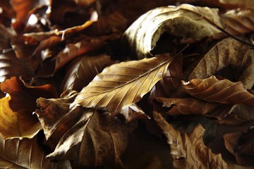 Dry autumn leaves