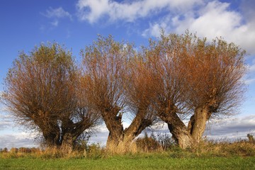 Pollarded Willows (Salix spec.) in autumn, Kluetzer Winkel, Nordwestmecklenburg county, Mecklenburg-Western Pomerania, Germany, Europe