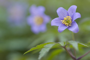 Fototapeta premium Blue wood anemone (Anemone nemorosa 'Blue Queen')