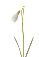 Common Snowdrop (Galanthus nivalis), closed blossom