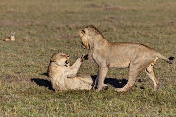 Fototapeta na wymiar Lion and lioness fighting (Panthera leo) fighting, Masai Mara National Reserve, Kenya, East Africa, Africa, PublicGround, Africa