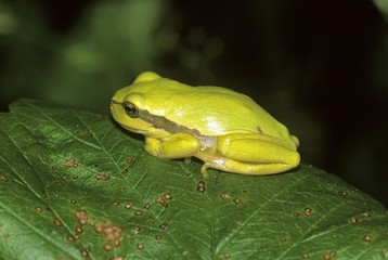 Treefrog (Hyla arborea), very yellowy tinted juvenile resting in the sun
