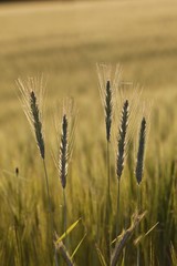 Barley (Hordeum vulgare), Upper Bavaria, Bavaria, Germany, Europe, PublicGround, Europe