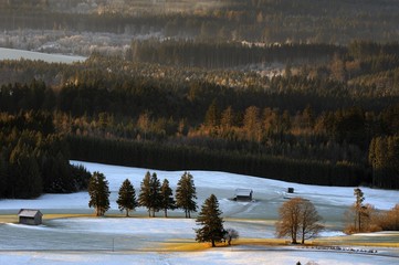 Forested area in morning light, Auerberg, Markt Oberdorf, Allgaeu, Bavaria, Germany, Europe