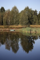 Reed landscape with pond in Upper Swabia, Baden-Wuerttemberg, Germany, Europe