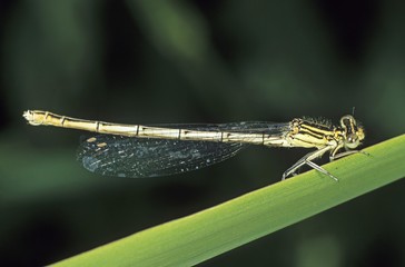 White-legged Damselfly (Platycnemis pennipes), female