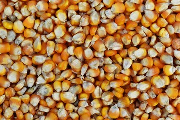many dried corn seed for background