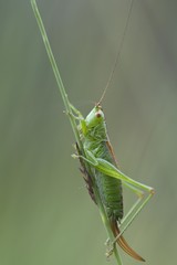 Long-winged conehead (Conocephalus fuscus)