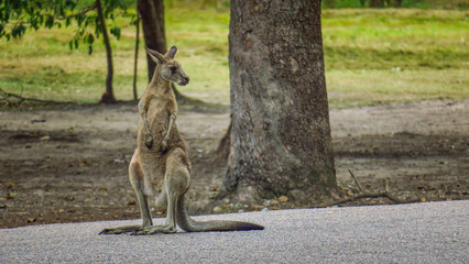 Hanging with kangaroos in Morisset Park, Australia