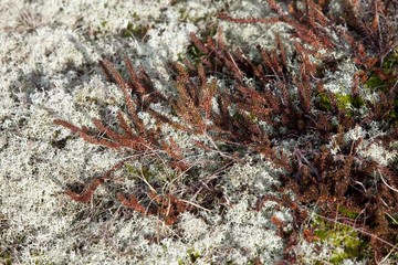 Heather, Nationalpark Koenigshafen, Westellenbogen, Sylt Island, North Frisia, Schleswig-Holstein, Germany, Europe