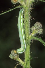 Grey Chi (Antitype chi) caterpillar eating a flower bud of a thistle