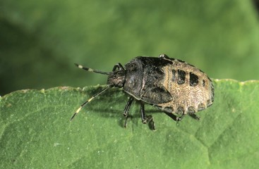 Stink Bug (Rhaphigaster nebulosa), larvae