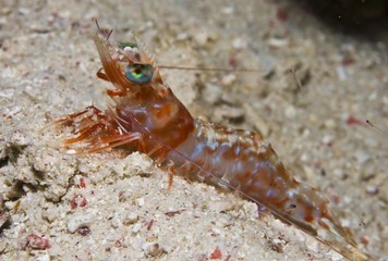 Hinge-beak Shrimp (Rhynchocinetes sp.)