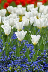 Fototapeta premium Tulips (Tulipa)