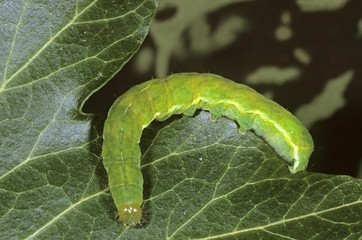 Angle Shades (Phlogophora meticulosa), caterpillar