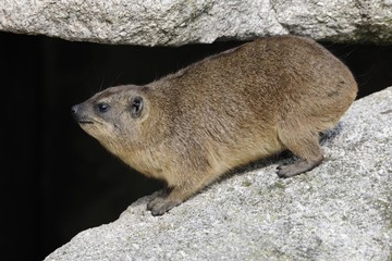 Rock Hyrax or Cape Hyrax (Procavia capensis)