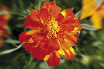 Tagetes