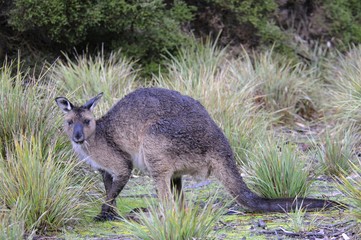 Western Grey Kangaroo (Macropus fuliginosus fuliginosus), Kangaroo Island, Australia, Oceania