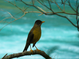 Bird on Rio 